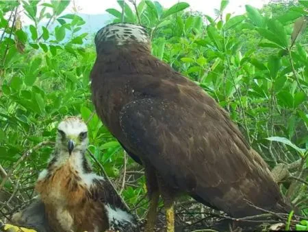 來不及學飛！大冠鷲幼鳥「鷲星」鏡頭前倒下，專家疑「這毒物」導致