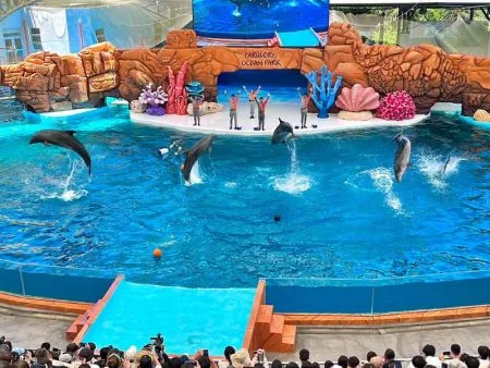 告別娛樂性動物表演！花蓮海洋公園海豚秀轉型，升級「守護基地」推生態教育