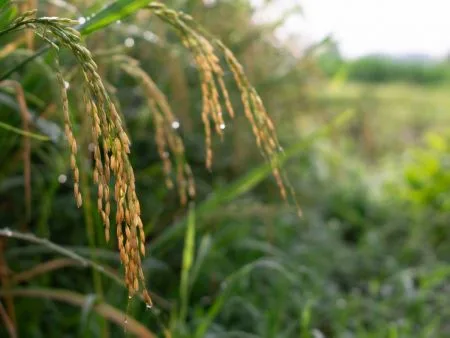 豪雨農損逼近億元！嘉南高屏啟動「全品項救助」
