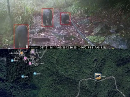 黑熊野放紀錄首公開！鏡頭直擊黑熊翻便當，林保署啟動「4級指引」降低人熊衝突