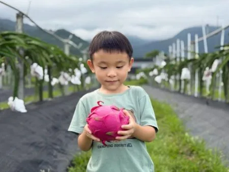 助菲律賓可可農挺過極端熱浪！台灣「地底微血管」農法發威：省水八成、產量增八成