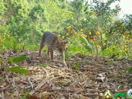 韓媒來台取經！台灣「生態給付」引關注，石虎、樹蛙保育成國際典範