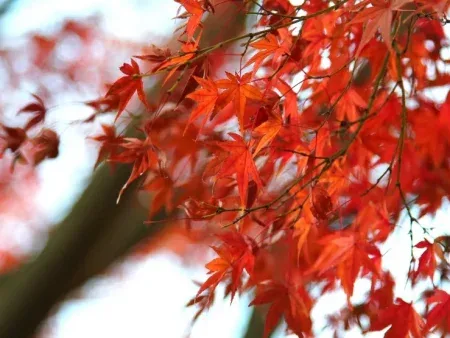 日本賞楓泡湯了？東京連續降雨35天打破140年紀錄！最新楓紅預測、觀賞變數一次看