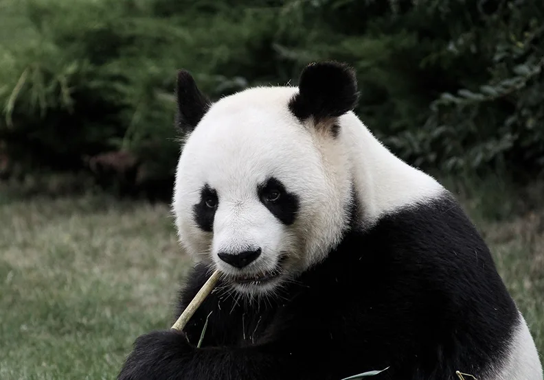無抗衡美元雄心 人民幣走出自己的一條路！