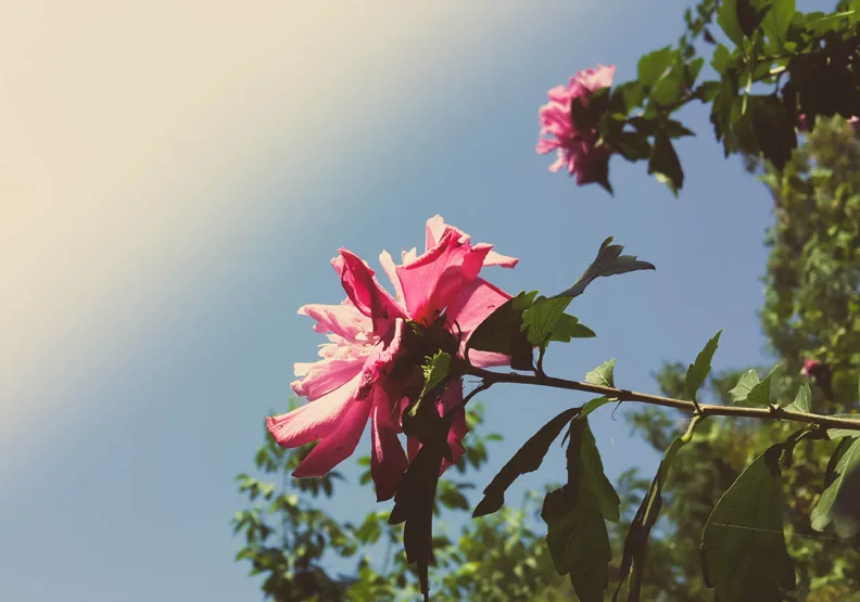 紅樓夢「花襲人」的命名意涵