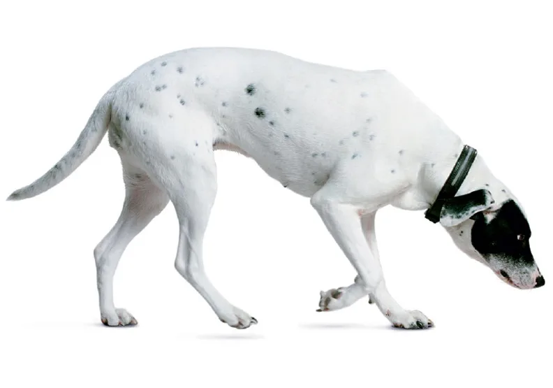 一條愛爾蘭指示犬如何發現了魔鬼沾？