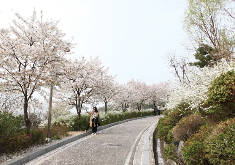 首爾駱山公園 遠離喧囂的櫻花世界