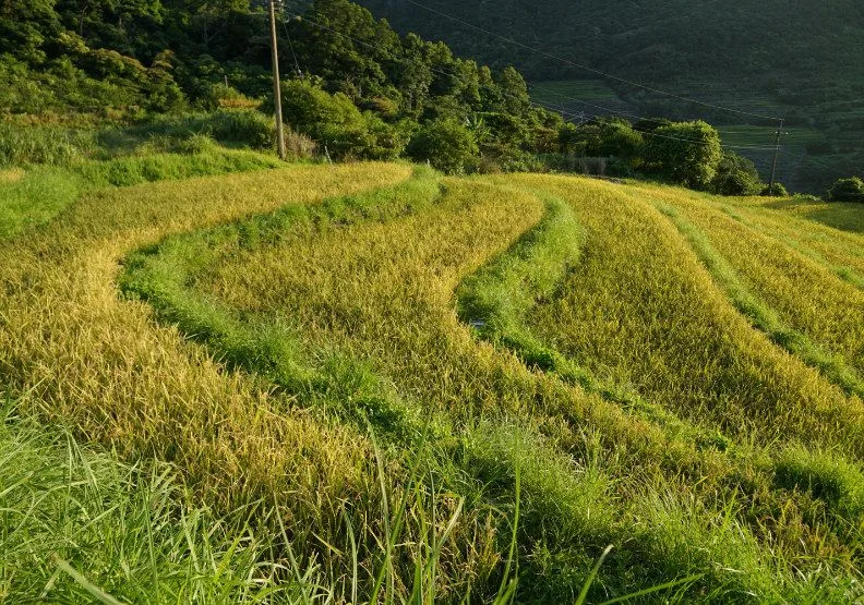 三芝共榮社區暨安康社區　重生邁向里山願景