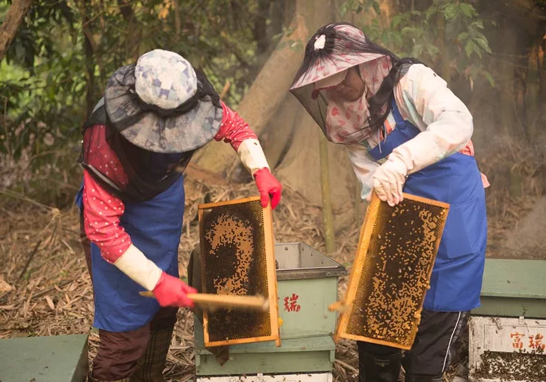 圖片由蜜蜂工坊提供