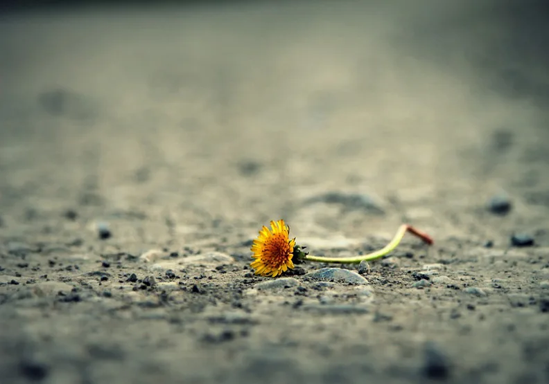 圖片來源：pixabay