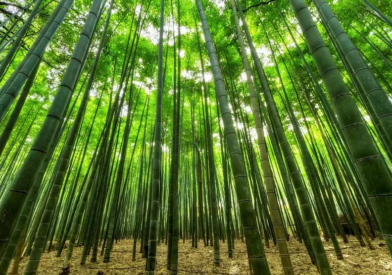 圖片來源：pixabay