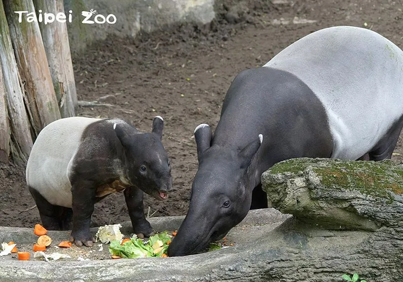圖／取自臺北市立動物園官網