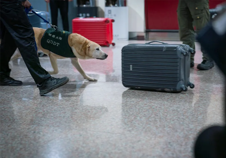 圖／機場檢疫犬。取自蔡英文臉書