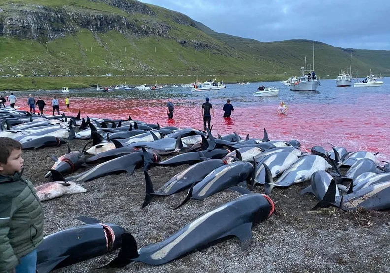 上千隻鯨豚被驅趕到法羅群島海灣後屠殺，畫面令人痛心。nbcnews