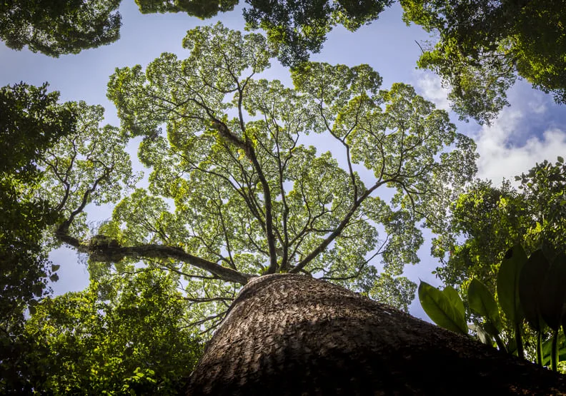 優美的龍腦香樹，部分樹木高達90公尺高。BBC Earth