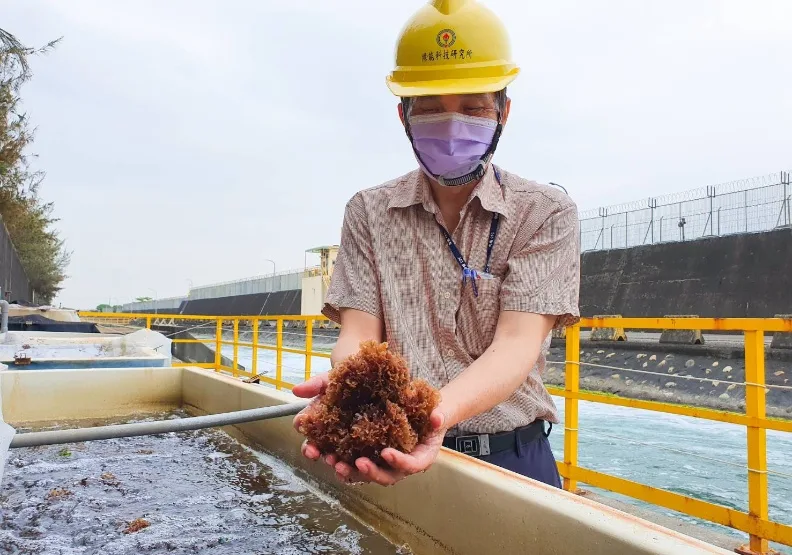 中油「鑽石水」規模化生產海藻，還能有每年上萬噸的減碳能力。簡惠茹攝