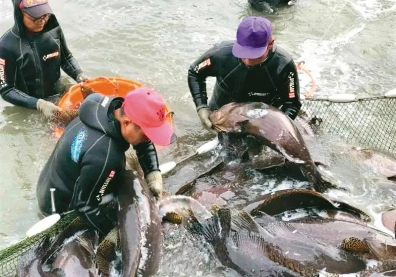 圖／中國大陸海關總署動植物檢疫司昨發文要求各海關，自13日起暫停台灣石斑魚輸入中國。聯合新聞網提供