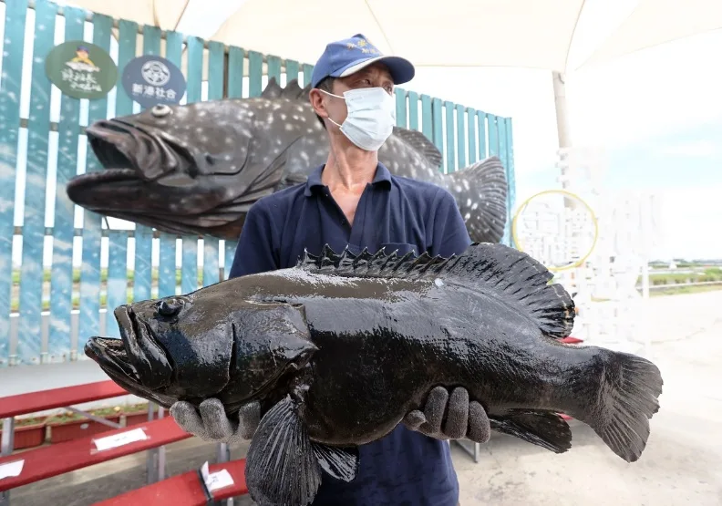 圖／中國大陸對台下石斑魚禁令，9月開學後，規劃學校午餐吃石斑魚。聯合新聞網提供