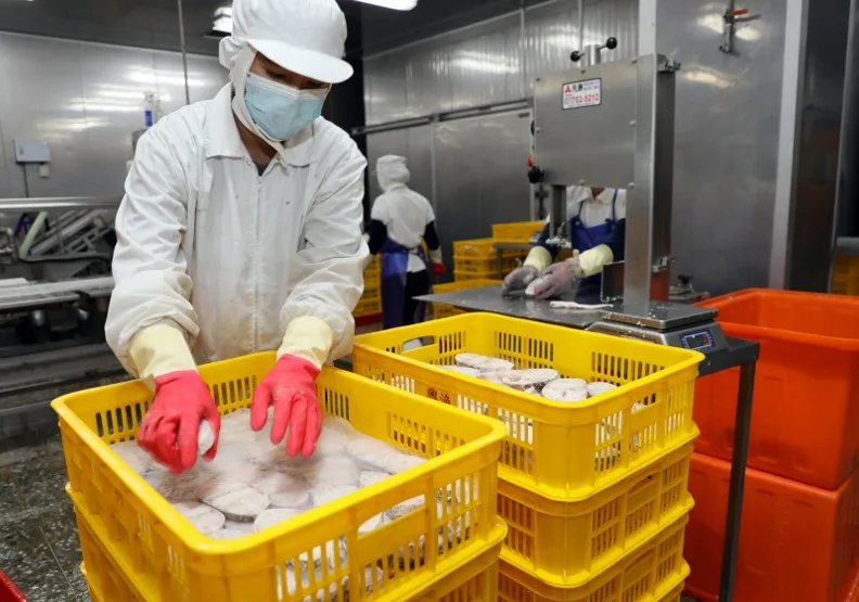 自2022年6月13日起暫停台灣石斑魚輸入中國。陳之俊攝