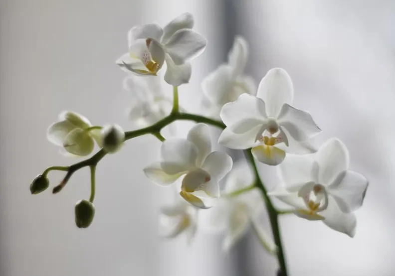 《壯世代之春》／僅為情境圖，取自unsplash