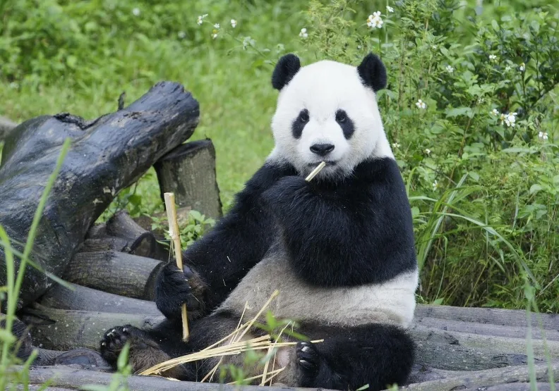 圖／台北市立動物園大熊貓團團今（19日）午離世。取自柯文哲臉書