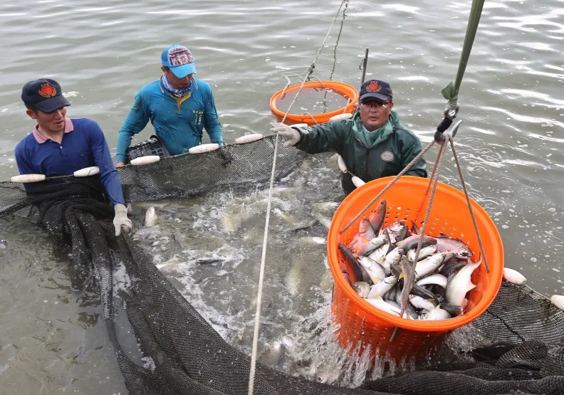 圖／台灣養殖午仔魚肉質細嫩，大陸暫停水產品進口，午仔魚恐成受損目標，讓漁民十分憂心，圖為屏東枋寮養殖漁民收成午仔魚準備出口。聯合新聞網提供