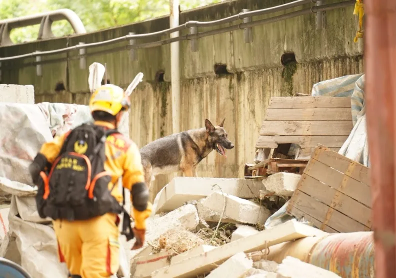 搜救犬Sato去年底各自通過國際證照高級搜救犬資格。取自台北市搜救隊臉書