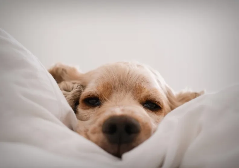 明天是補班日，別忘了設定早起鬧鐘！僅為情境圖，取自unsplash