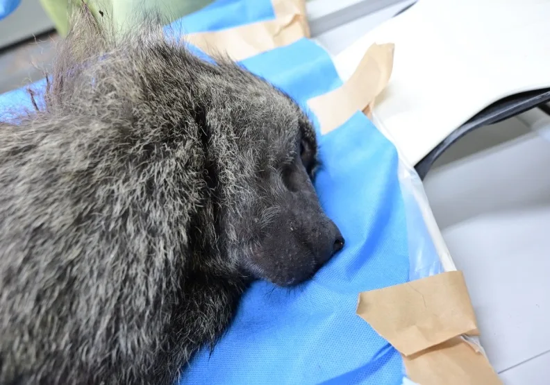 東非狒狒遺體送至台北市立動物園檢驗。林務局提供