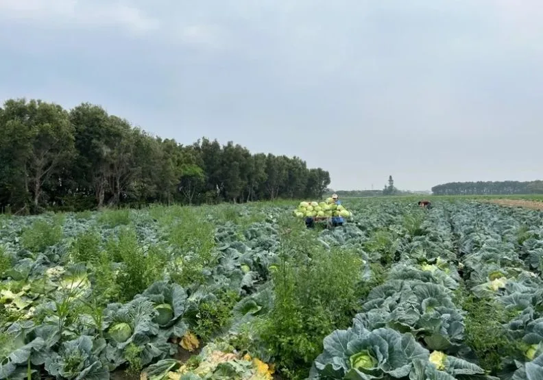 高麗菜量多價格低迷，不少農民採取開放自採銷售。聯合新聞網提供