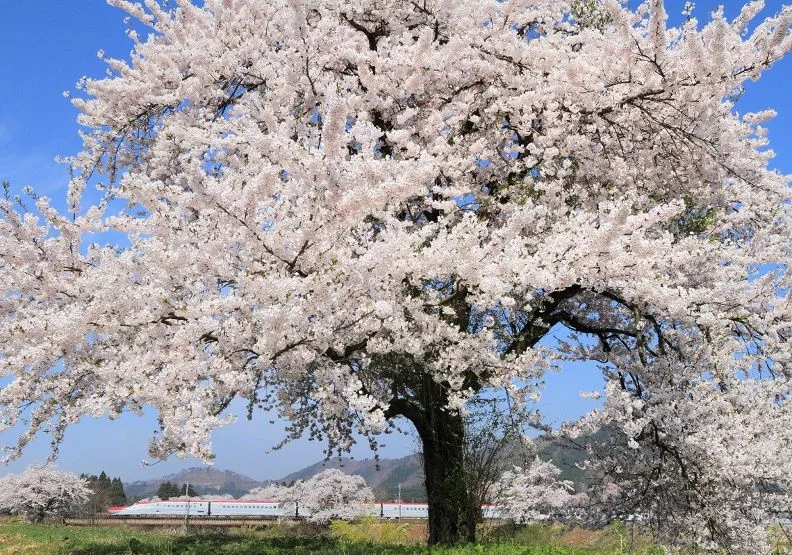 《JR PASS新幹線玩日本全攻略》／圖：japanrailandtravel.com