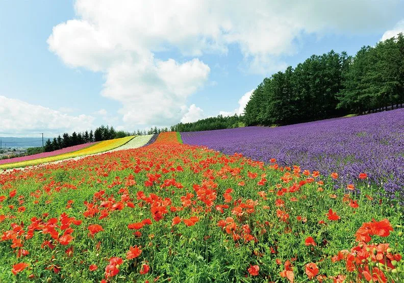 《北海道：最新‧最前線‧旅遊全攻略》／奇光出版