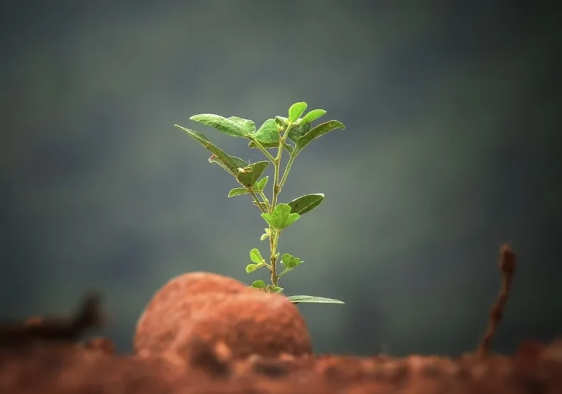 《種福》／僅為情境圖，取自unsplash