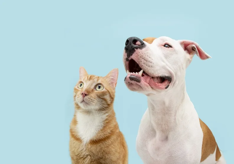 圖／你在職場上屬於「犬」或是「貓」？Shutterstock