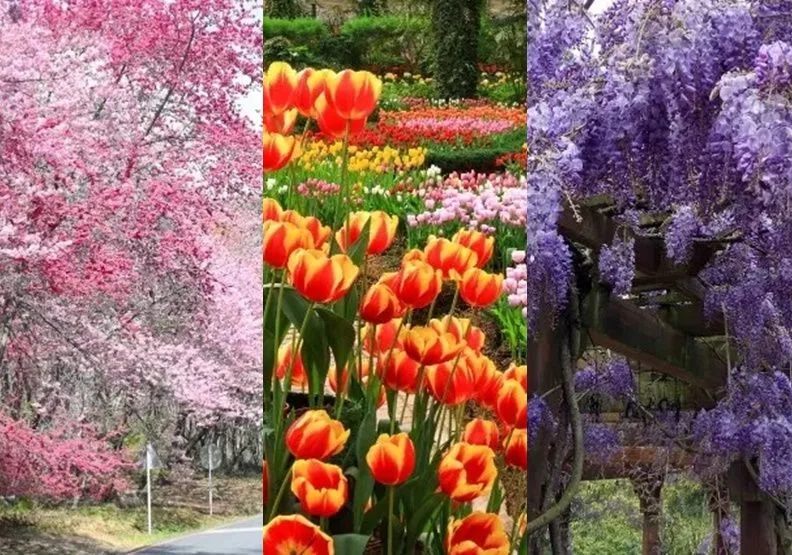 春日賞花好去處。（《網路溫度計》提供）