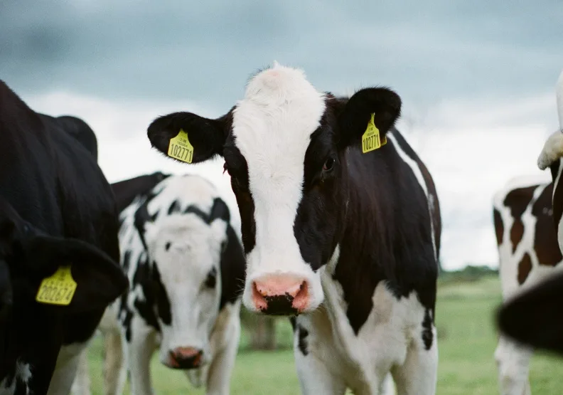 據路透社報導，H5N1病毒今年首度導致乳牛感染。Unsplash by Jakob Cotton