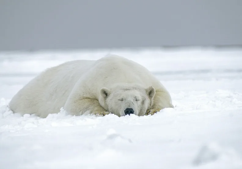 如果全球升溫超過2°C，加拿大哈德遜灣一帶的北極熊可能於本世紀中葉瀕臨滅絕。僅為情境示意，Unsplash by Hans-Jurgen Mager