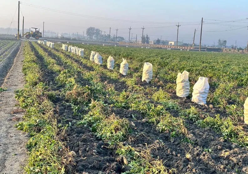 彰化縣大城鄉盛產台農66號紅肉地瓜。取自臉書@寶島地瓜-彰化縣大城蕃薯生產合作社