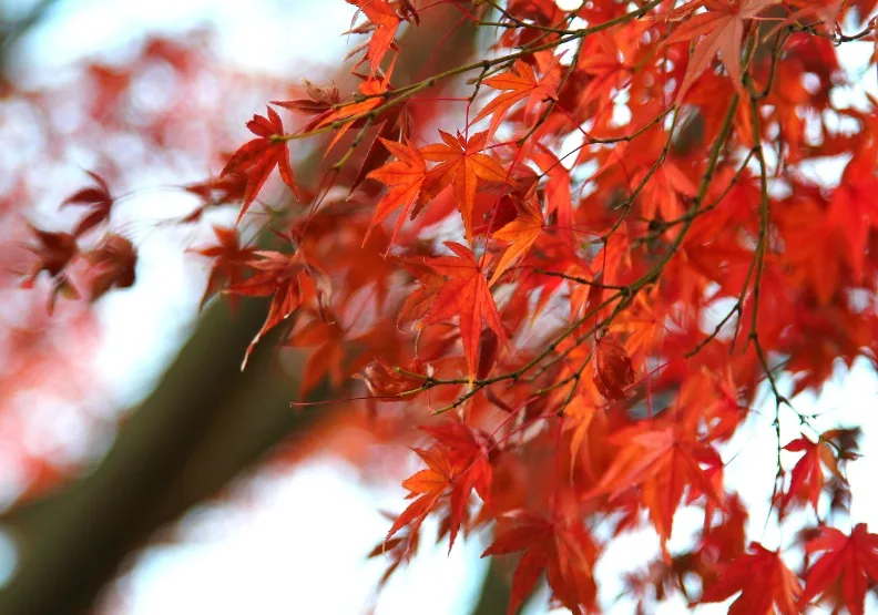 日本氣象協會公布第一波楓紅預測。Ice Tea by unsplash