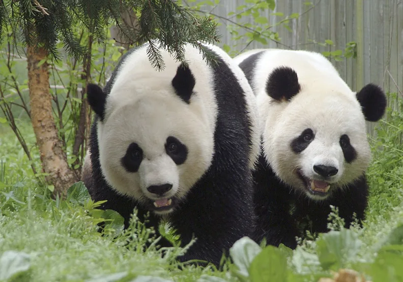 中國近期將大貓熊「寶力」與「青寶」送往美國華盛頓國家動物園。取自華府史密森尼國家動物園官網