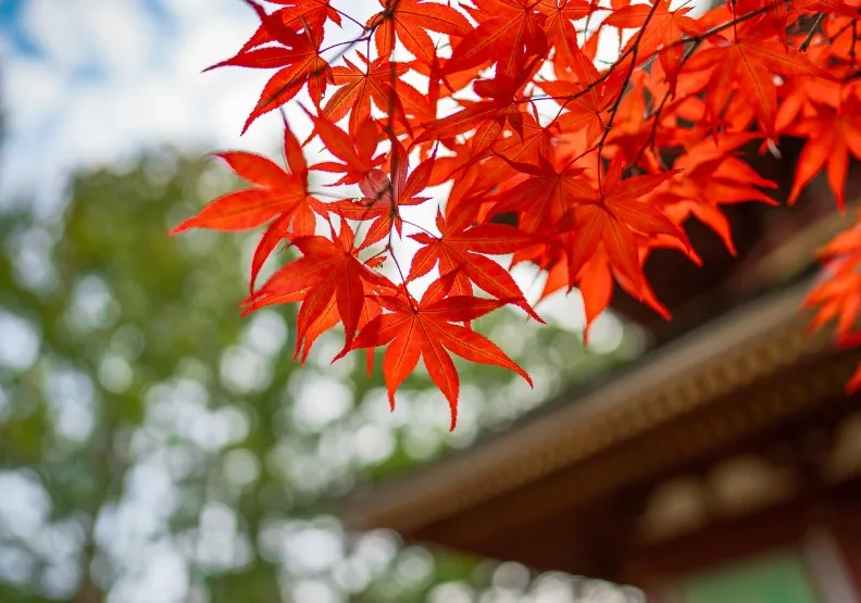 今年因為夏季酷熱，京都楓葉直到11月中旬才開始變色。示意圖。pixabay by Kanenori