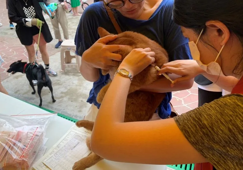 隨著台灣飼養貓咪的人口大幅增加，農業部已正式將家貓納入強制登記對象。取自新北市政府官網