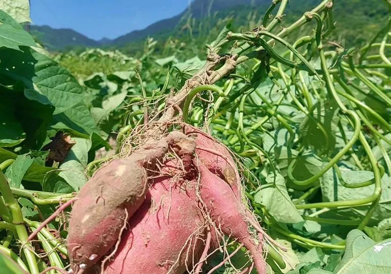 春節九天假期，可以規劃一趟地方創生之旅，帶孩子出門走走。（圖為位於金山的汪汪地瓜園）取自金山汪汪地瓜園臉書