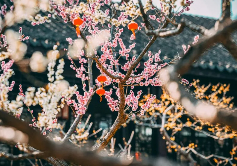 龔自珍藉由梅樹栽種，揭示社會的扭曲風氣。pexels@2150178374