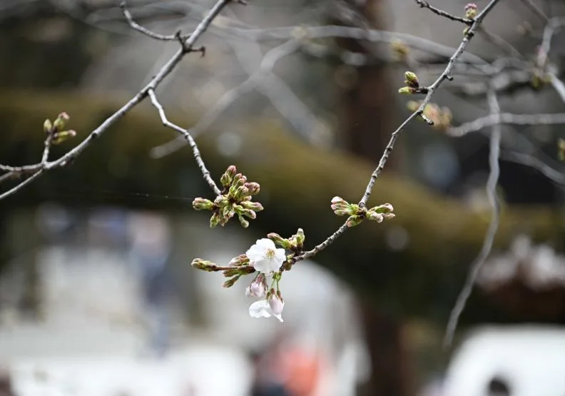 位於東京千代田區的靖國神社的「櫻花標準樹」開了六朵花，宣告東京正式進入櫻花季。取自靖國神社官網