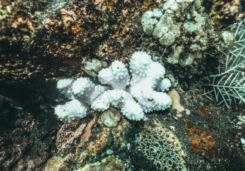全球珊瑚白化情況已蔓延至84%，且愈發嚴重。僅為情境示意，Unsplash by naja_bertolt_jensen
