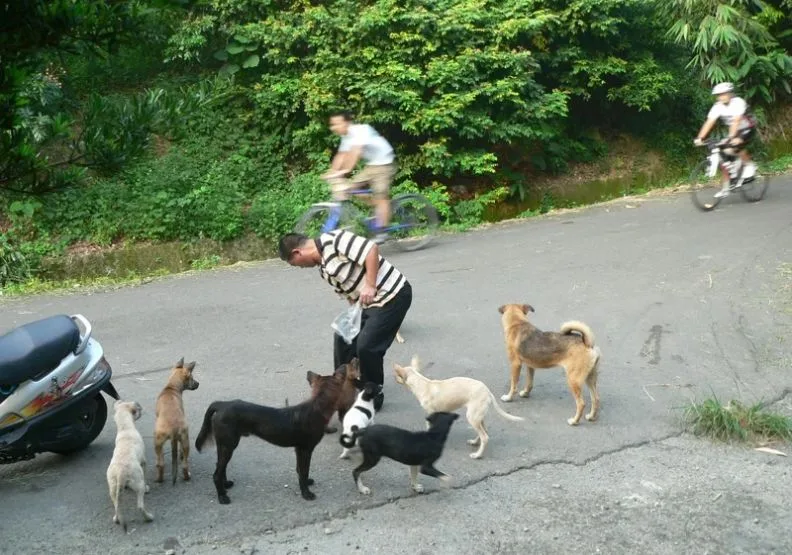 去年撞動物車禍統計出爐，連2年造成11人死，肇事動物以遊蕩犬占比最高。取自聯合新聞網