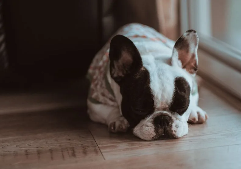 《狗狗想傳達的事》／僅為情境圖，取自unsplash
