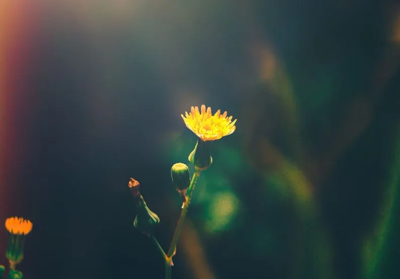 《自己的癌症自己救》／僅為情境圖，取自unsplash