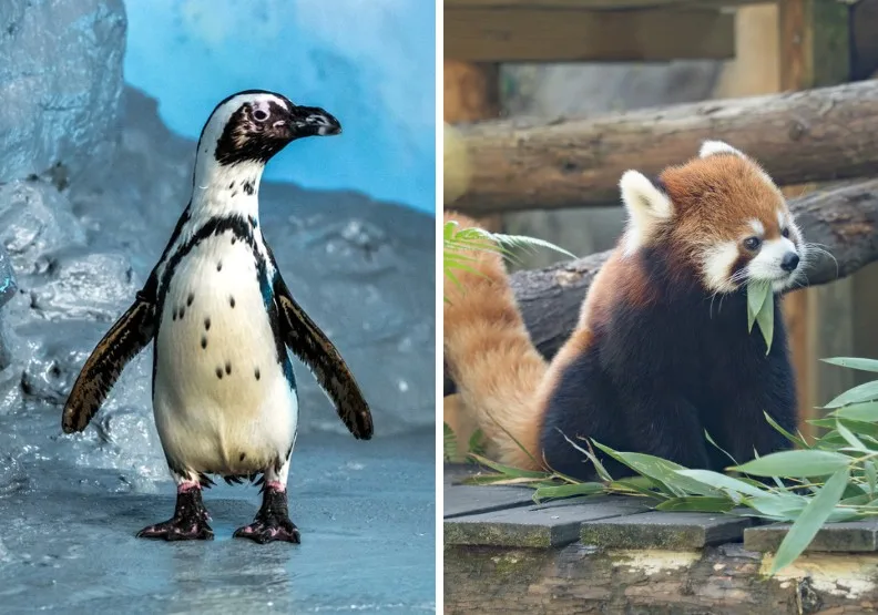 黑腳企鵝（左）、小貓熊（右）。取自木柵動物園官網